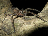 Fishing Spider