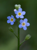 Smaller Forget-me-not