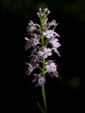 Small Purple-fringed Orchid