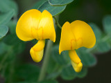 Bladder Senna