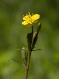 Small Sundrops