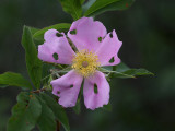 Swamp Rose