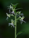 Ragged-fringed Orchid