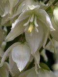 Yucca