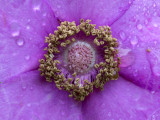 Purple-flowering Raspberry Close-up