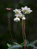 Spotted Wintergreen