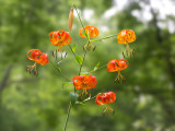 Turks Cap Lily