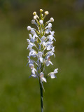 White-fringed Orchid