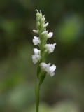 Hooded Ladies'-tresses Orchid