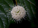 Buttonbush