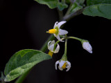 Black Nightshade