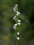 Case's Ladies'-tresses Orchid