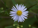 Crooked-stemmed Aster