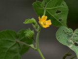 Velvetleaf