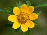 Nodding Bur Marigold