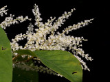 Japanese Knotweed