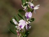 Chinese Bush-clover