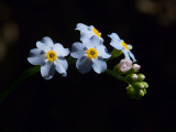 Forget-me-not