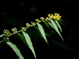 Blue-stemmed Goldenrod