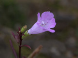 Small Flowered Gerardia