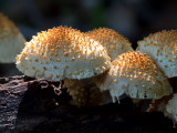 Scaly Pholiota Mushroom