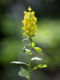 Stout Goldenrod