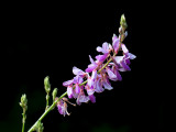 Showy Tick Trefoil