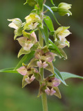Helleborine Orchid