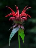 Bee Balm