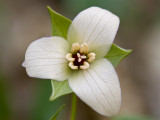 Red Trillium -- White Variant