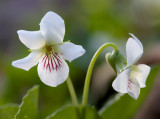 Sweet White Violets