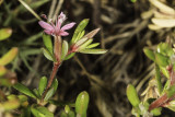 Alkali Heath (<em>Frankenia grandiflora</em>)