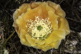 Coast Prickley Pear  (<em>Opuntia littoralis</em>)