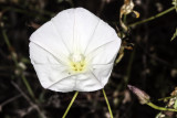Morning Glory  (<em>Calystegia  macrostegia</em>)