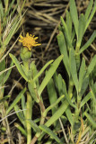 Salty Susan (<em>Jaumea carnosa</em>)