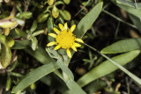 Salty Susan (<em>Jaumea carnosa</em>)