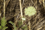 Wild Carrot (<em>Daucus pusillus</em>)