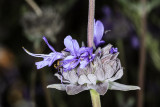 Cleveland Sage (<em>Salvia clevelandii</em>)