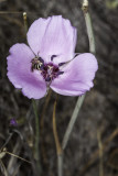 Splendid  Mariposa Lily (<em>Calochortus splendens</em>)