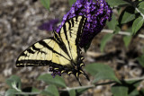 Western Tiger Swallowtail (<em>Papilio rutulus</em>)
