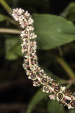 American Pokeweed  (<em>Phytolacca americana</em>)