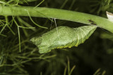 Anise Swallowtail  pupa (<em>Papilio zelicaon</em>)