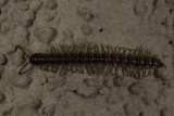 Flat-backed Millipede  (<em>Oxidus gracilis</em>)