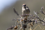 Rufous-crowned Sparrow