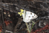 Checkered  White (<em>Pontia protodice</em> )