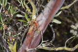 Mission Manzanita (Xylococcus bicolor)