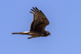 Northern Harrier