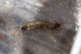 Anogouimois Grain Moth  (<em>Sitotroga cerealella</em>)