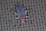 Red-shouldered Bug  (<em>Jadera haematoloma</em>