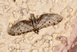 Pug Moth  (<em>Eupitheciini </em>sps)